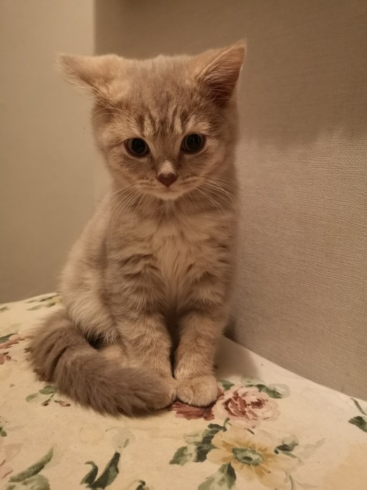Kajko
