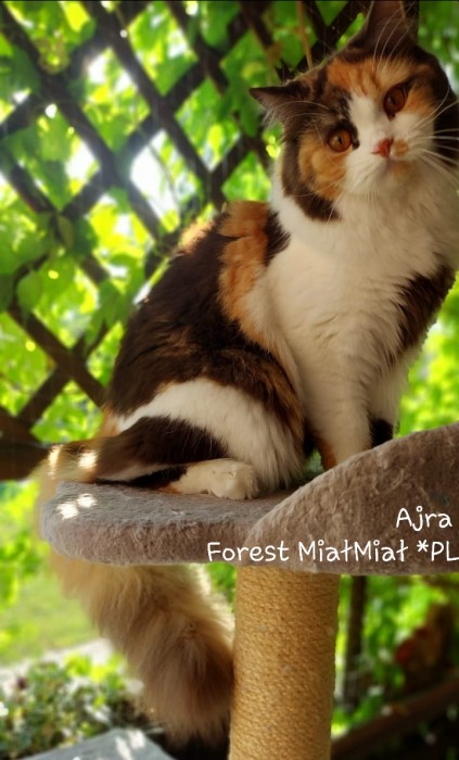 AJRA Forest MiaMia*PL

