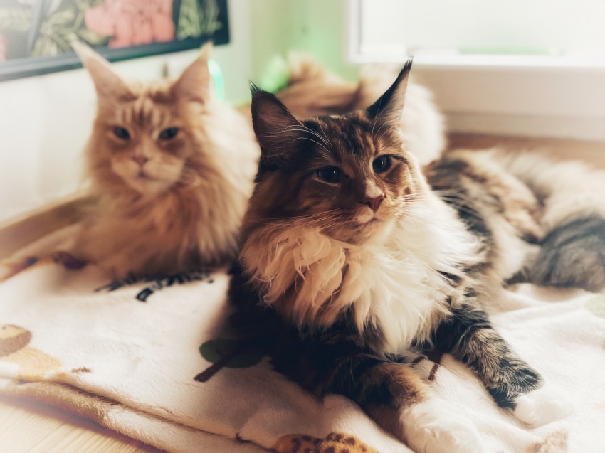 Deja & Bandos
