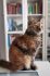 PL*Cattus de Lux