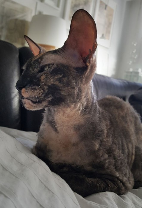PL*Cattus de Lux MAGGIO

