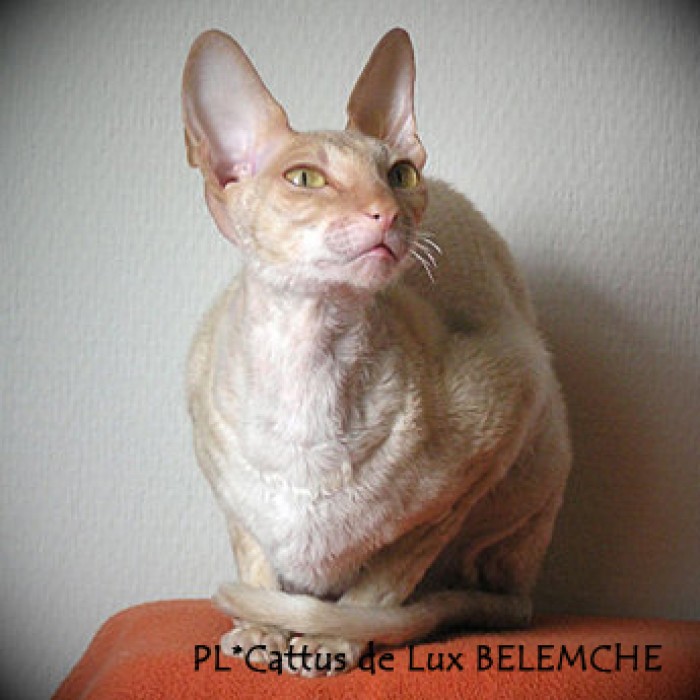PL*Cattus de Lux BELEMCHE
