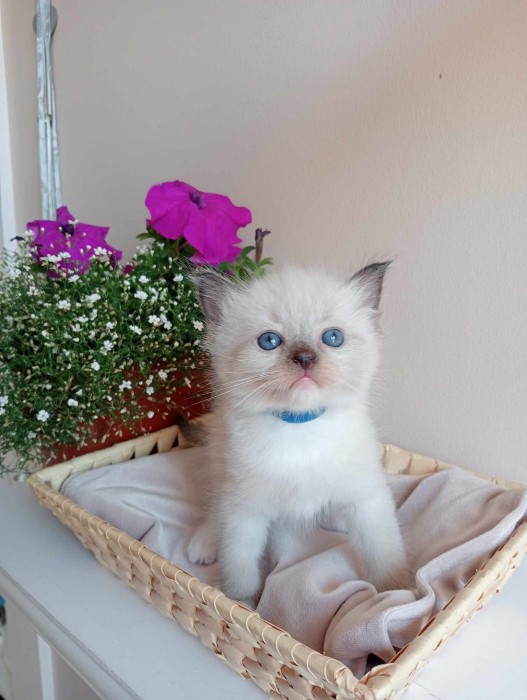 Bibi
