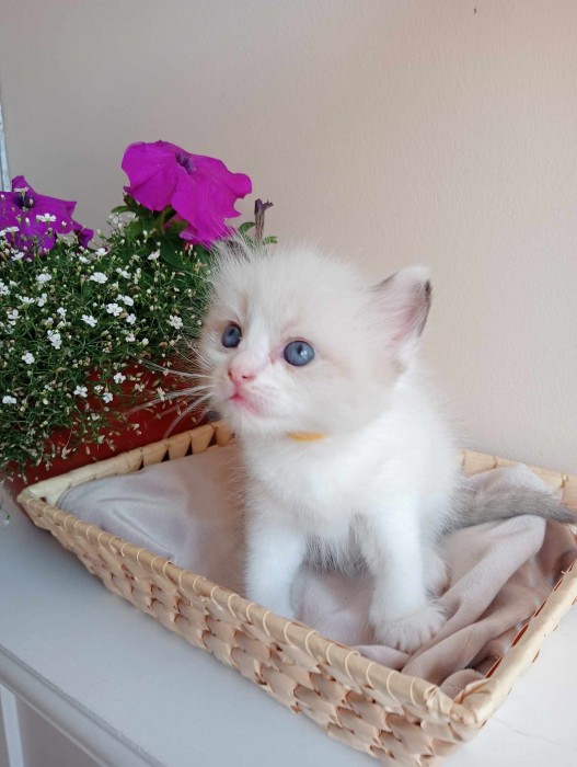 Bella
