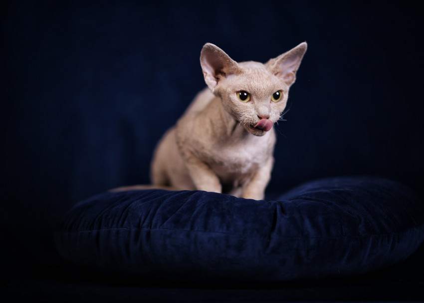 Balladyna Kotki K�dziorki*PL
