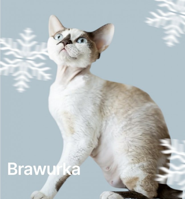Brawurka
