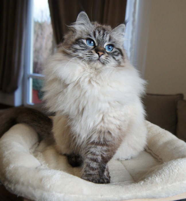 Elsa Lunnaya Dymka
