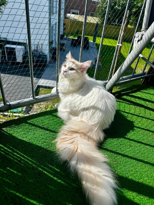 Aurora
