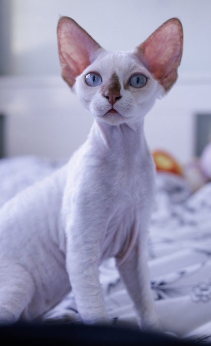 Alba - c�rka Inki z pierwszego miotu 
