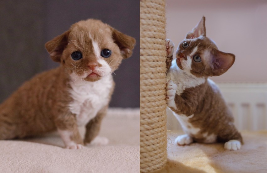 Amazonka - c�rka Inki z pierwszego miotu 
