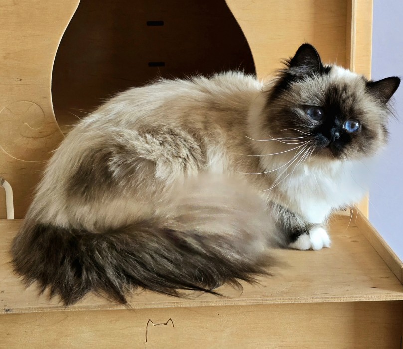 WALHALLA Blue Paradise*PL
