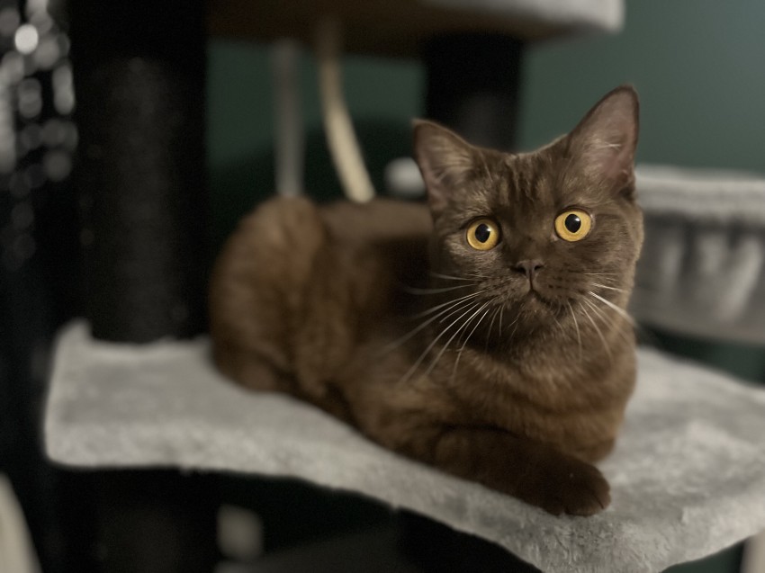 Dream Come True 🤎
