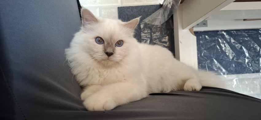 Birman
