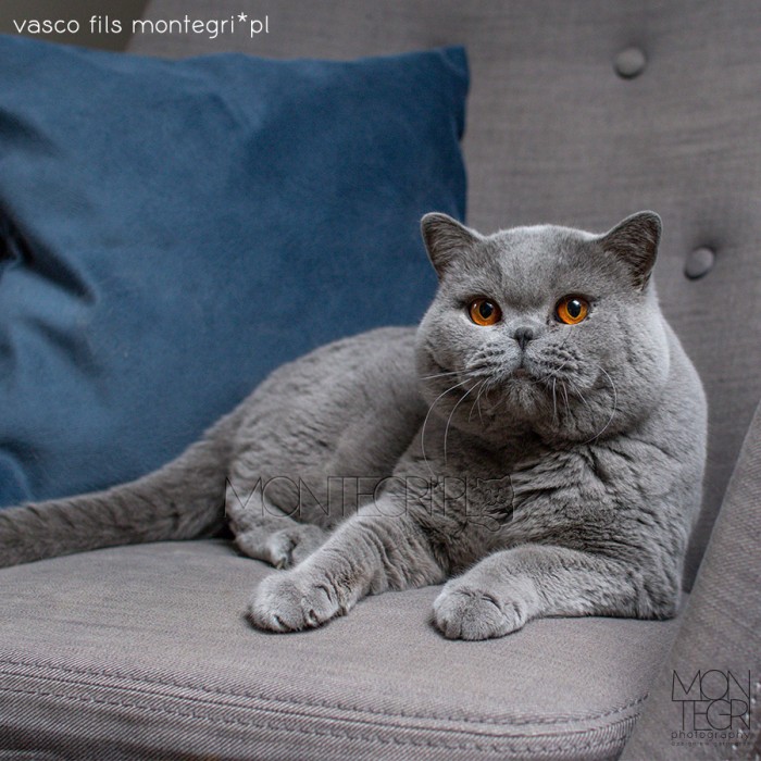 Vasco Fils Montegri*PL
