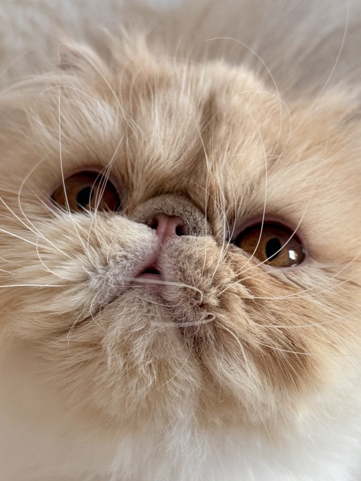 Kanniya Remu-Martin’s
