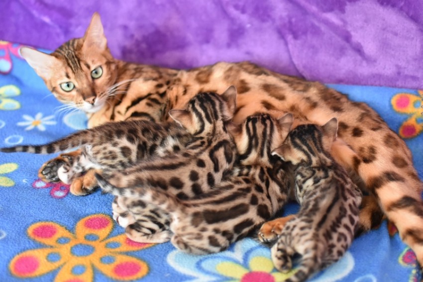 Kotki bengalskie
