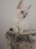 Aurora Snow Furry*Pl