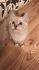 Annona Snow Furry*Pl