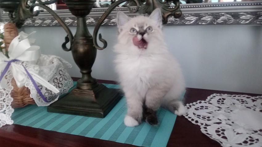 kocurek
